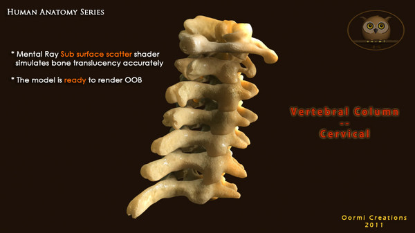 vertebral column cervical vertebra max - Vertebral Column Cervical by oormicreations