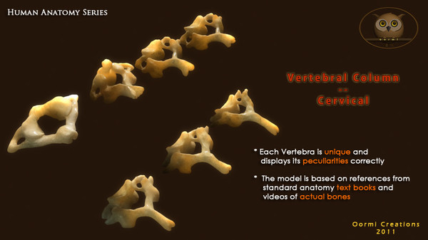 vertebral column cervical vertebra max - Vertebral Column Cervical by oormicreations