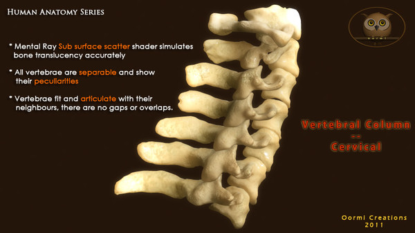 vertebral column cervical vertebra max - Vertebral Column Cervical by oormicreations