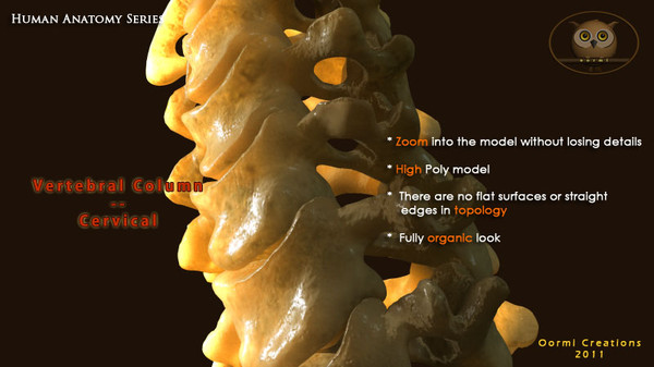 vertebral column cervical vertebra max - Vertebral Column Cervical by oormicreations