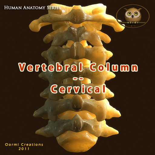 Vertebral Column Cervical 3D Models