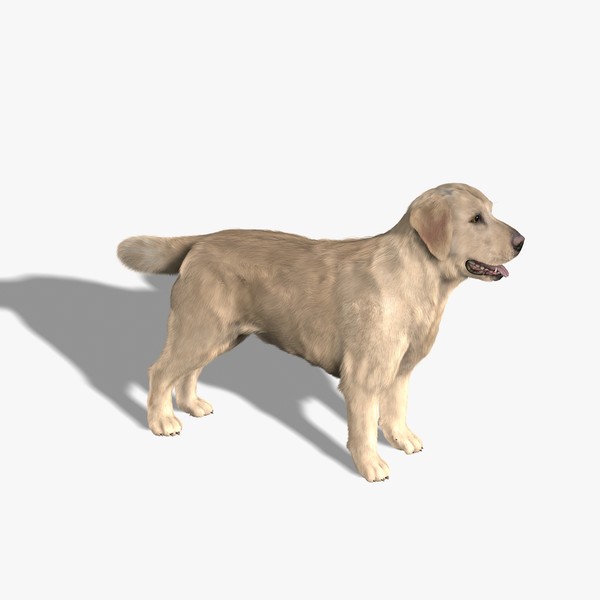 Labrador Retriever (FUR)