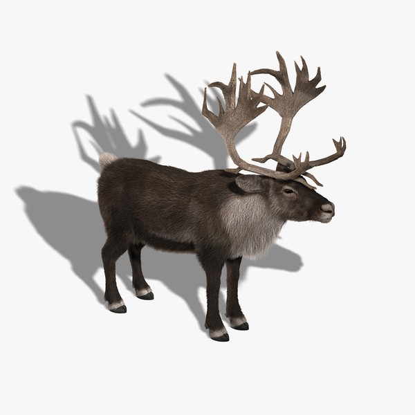3d reindeer fur - Reindeer (FUR) by Massimo Righi