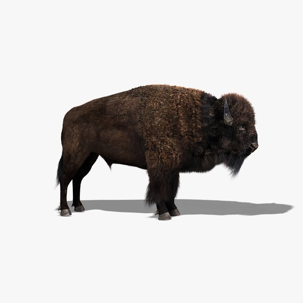 Bison (FUR)