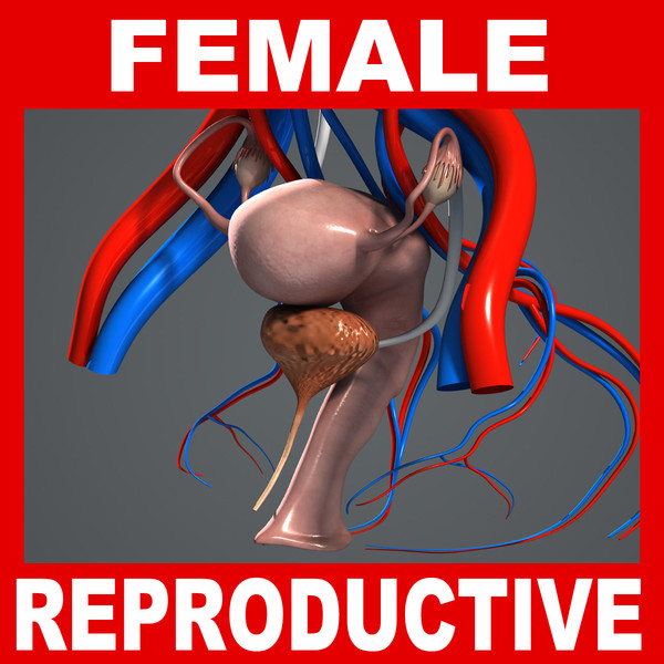 Female Reproductive, Urinary and Endocrine Systems Anatomy V04 (Textured) 3D Models