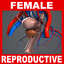 Female Reproductive, Urinary and Endocrine Systems Anatomy V04 (Textured)