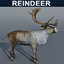 Reindeer 3d model