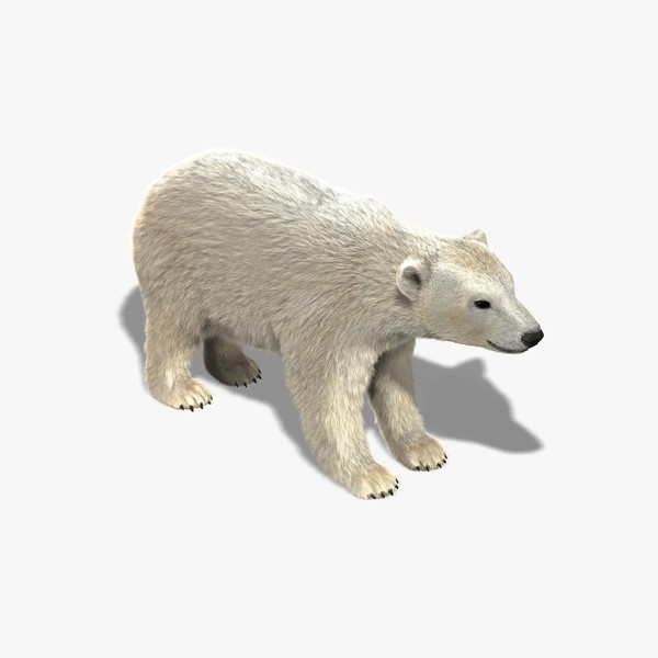 Polar Bear (FUR)