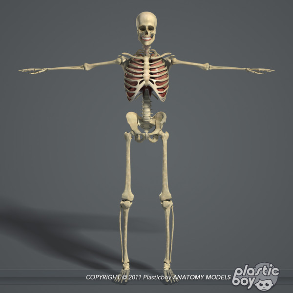 3ds max human male respiratory skeletal - Male Respiratory Skeletal 3D Model Pack V04 (Textured) by plasticboy