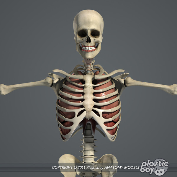 3ds max human male respiratory skeletal - Male Respiratory Skeletal 3D Model Pack V04 (Textured) by plasticboy