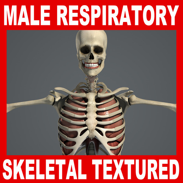 3ds max human male respiratory skeletal - Male Respiratory Skeletal 3D Model Pack V04 (Textured) by plasticboy