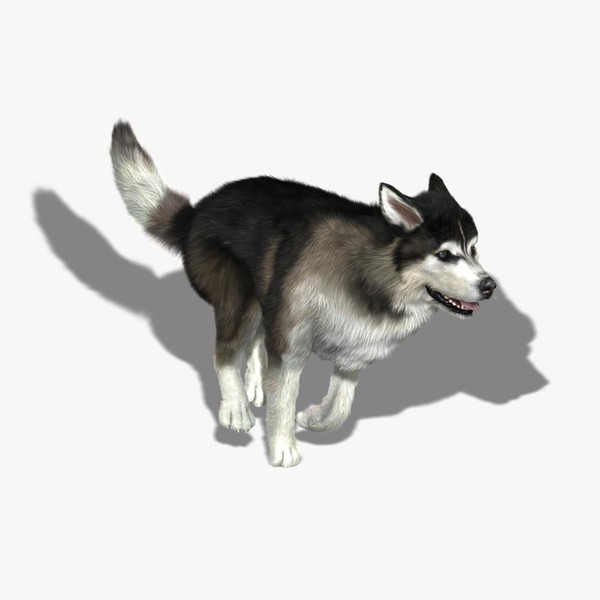 3d ma siberian husky fur animations - Siberian Husky (FUR) (ANIMATED) by Massimo Righi