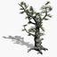 Old Ash Tree
