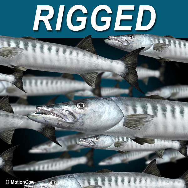 Barracuda 3D Models