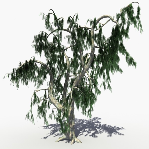 Acacia Salicina Tree 3D Models