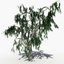 Acacia Salicina Tree