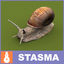 Snail