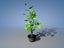 plant RB