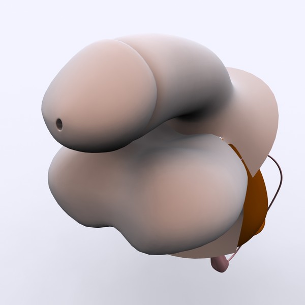 reproductive basic 3d max - Male Reproductive System Basic by MotionMediaWorkshop