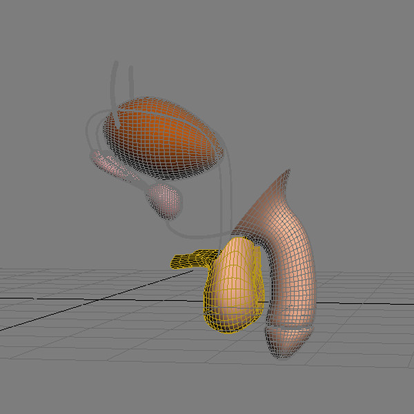 reproductive basic 3d max - Male Reproductive System Basic by MotionMediaWorkshop