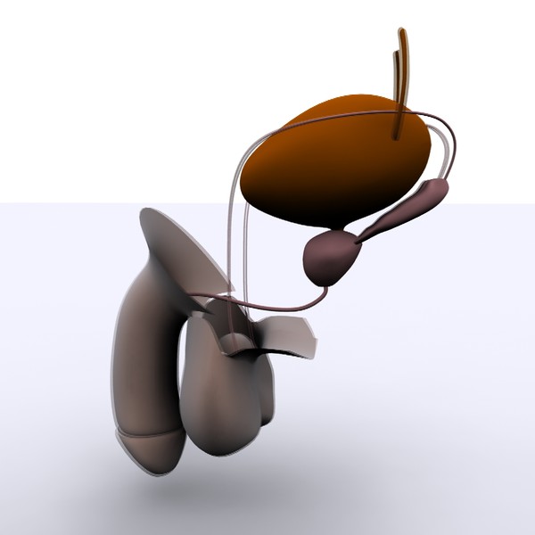 reproductive basic 3d max - Male Reproductive System Basic by MotionMediaWorkshop