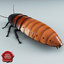 Madagascar Hissing Cockroach
