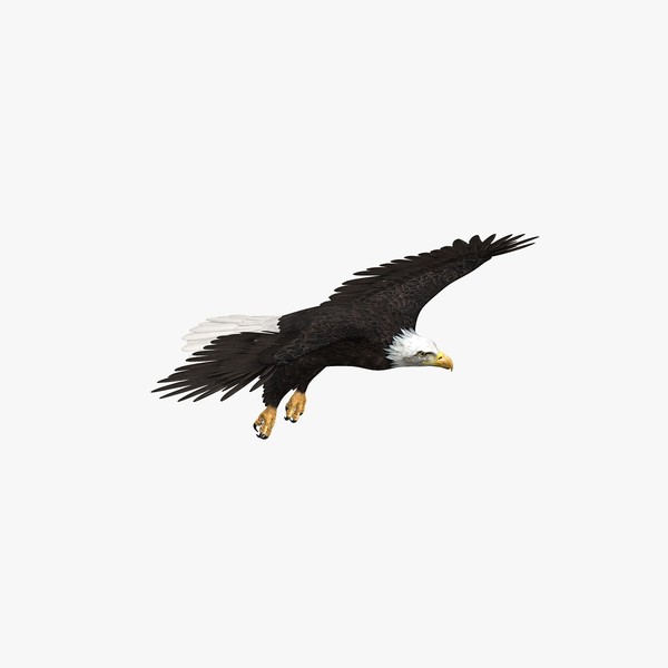 maya american bald eagle animation - American Bald Eagle (ANIMATED) by Massimo Righi