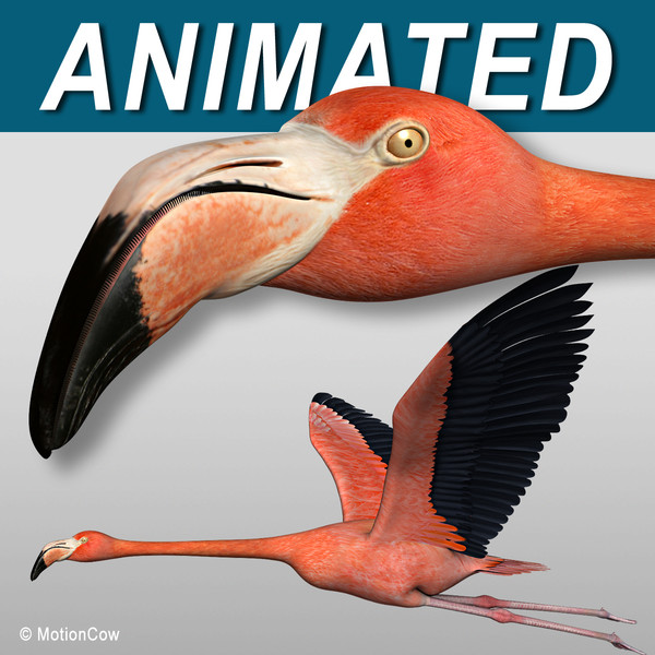Flamingo ( Flying ) 3D Models