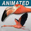 Flamingo ( Flying )