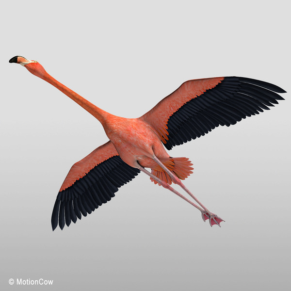 3d model flying flamingo - Flamingo ( Flying ) by MotionCow
