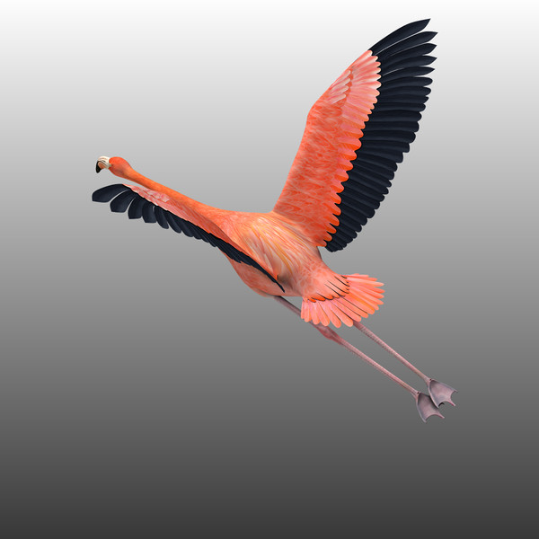 3d model flying flamingo - Flamingo ( Flying ) by MotionCow