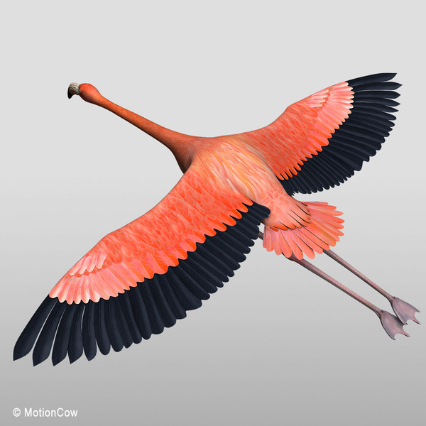 3d model flying flamingo - Flamingo ( Flying ) by MotionCow