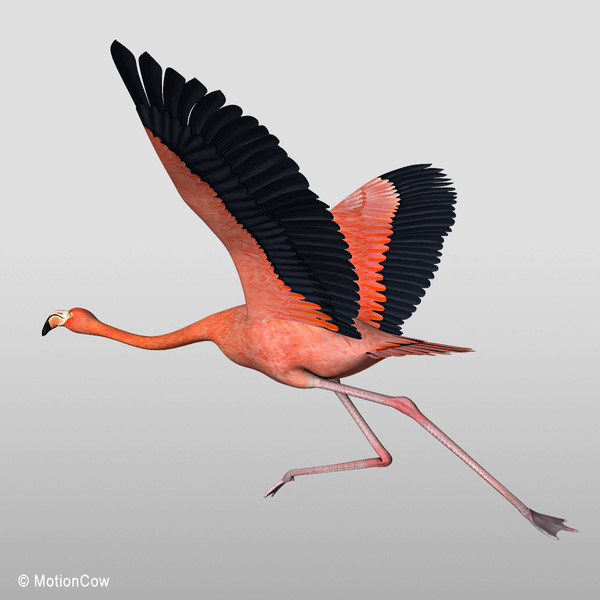 3d model flying flamingo - Flamingo ( Flying ) by MotionCow