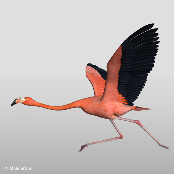 3d model flying flamingo - Flamingo ( Flying ) by MotionCow
