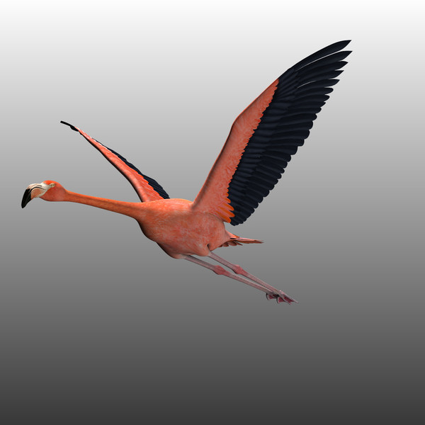3d model flying flamingo - Flamingo ( Flying ) by MotionCow