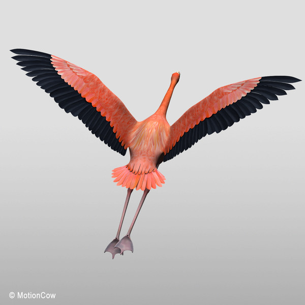 3d model flying flamingo - Flamingo ( Flying ) by MotionCow