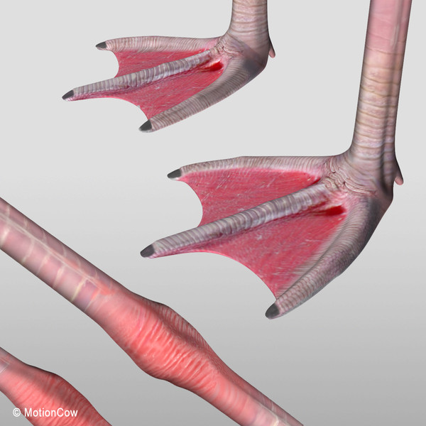 3d model flying flamingo - Flamingo ( Flying ) by MotionCow
