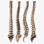 Human Spine