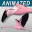 Flamingo Pink ( Flying )