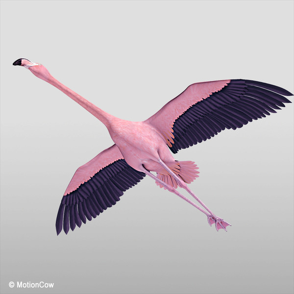 flying pink flamingo max - Flamingo Pink ( Flying ) by MotionCow