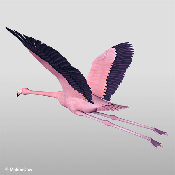flying pink flamingo max - Flamingo Pink ( Flying ) by MotionCow