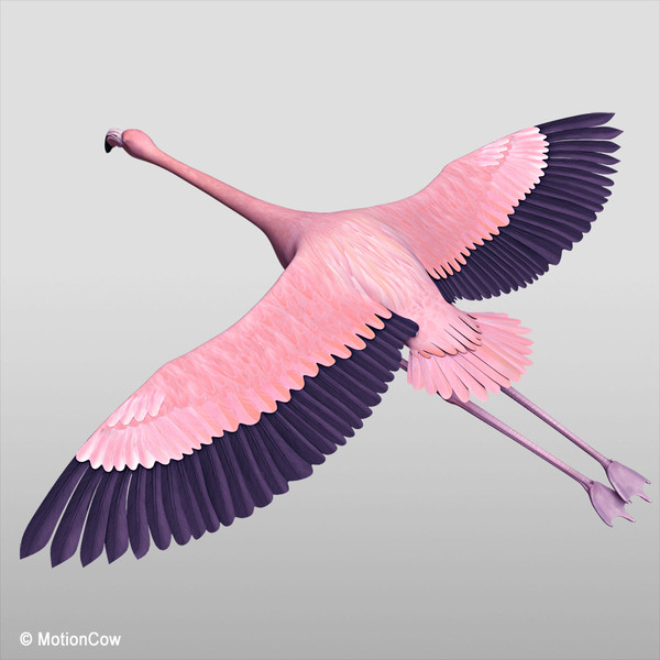 flying pink flamingo max - Flamingo Pink ( Flying ) by MotionCow