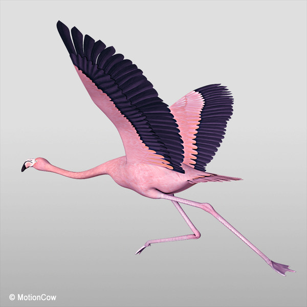 flying pink flamingo max - Flamingo Pink ( Flying ) by MotionCow