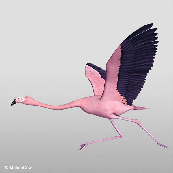 flying pink flamingo max - Flamingo Pink ( Flying ) by MotionCow