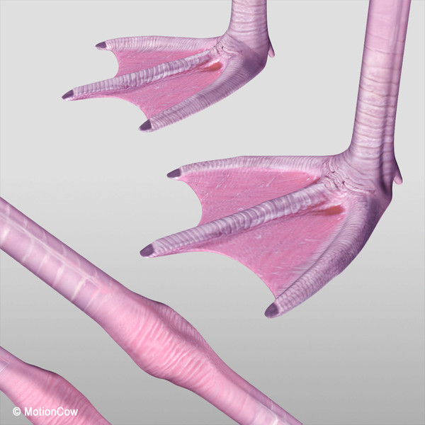 flying pink flamingo max - Flamingo Pink ( Flying ) by MotionCow