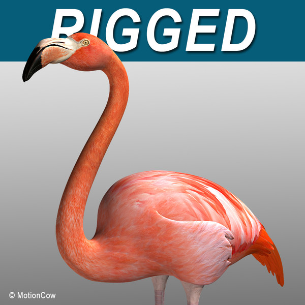 3d max flamingo - Flamingo ( Folded Wings) by MotionCow