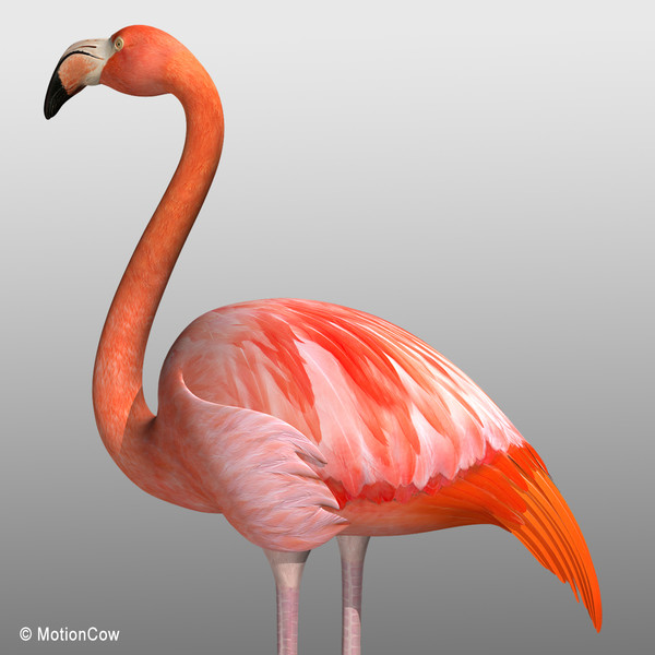 3d max flamingo - Flamingo ( Folded Wings) by MotionCow