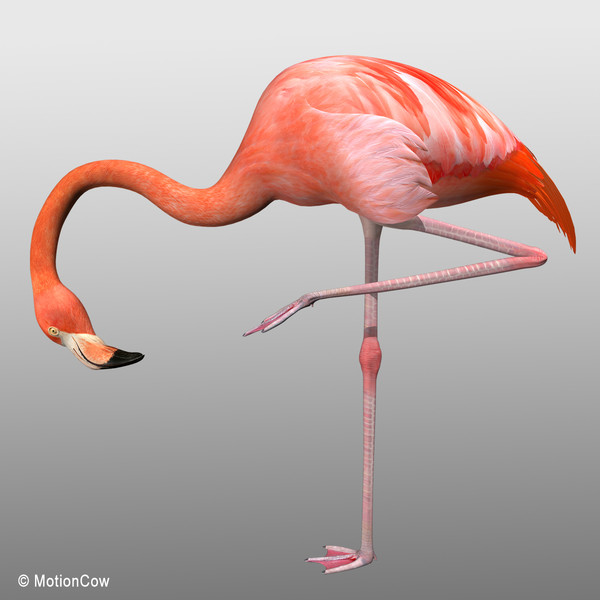 3d max flamingo - Flamingo ( Folded Wings) by MotionCow