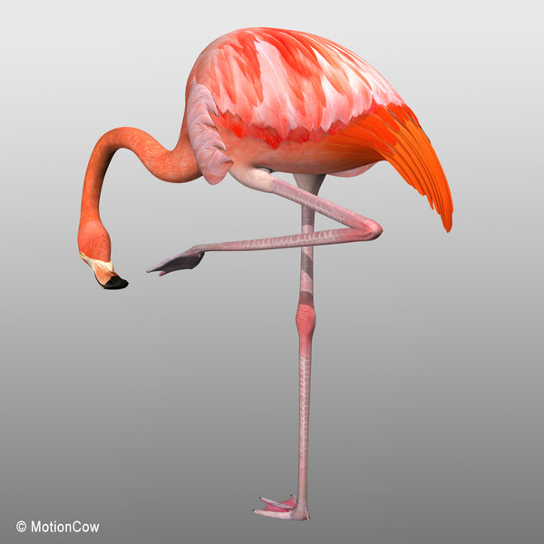 3d max flamingo - Flamingo ( Folded Wings) by MotionCow