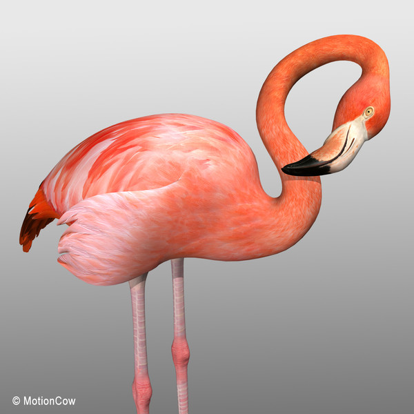 3d max flamingo - Flamingo ( Folded Wings) by MotionCow